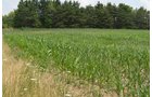 Property photo 16 - 51.5 Acres Offered in 5 tracts, 2 Farm Sites